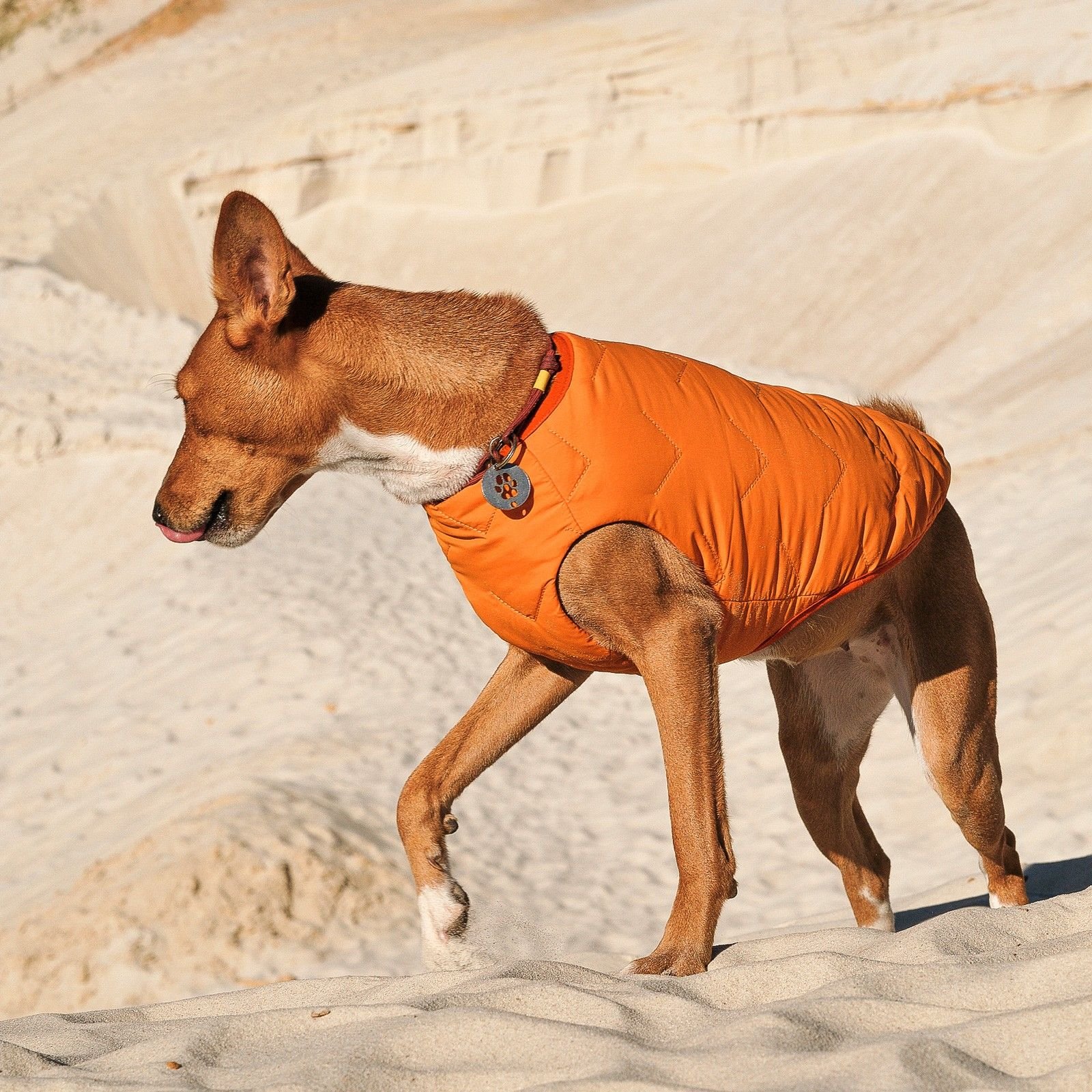 Жилет для собак Pet Fashion E.Vest L оранжевый - фото 4