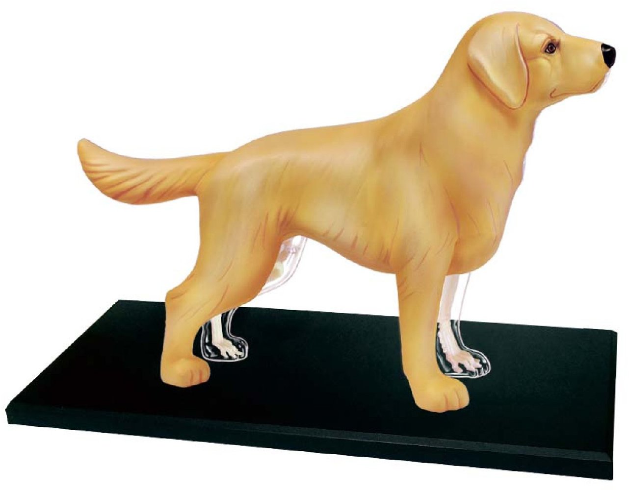 Об'ємна модель 4D Master Собака золотистий ретрівер, 30 елементів (FM-622007) - фото 1