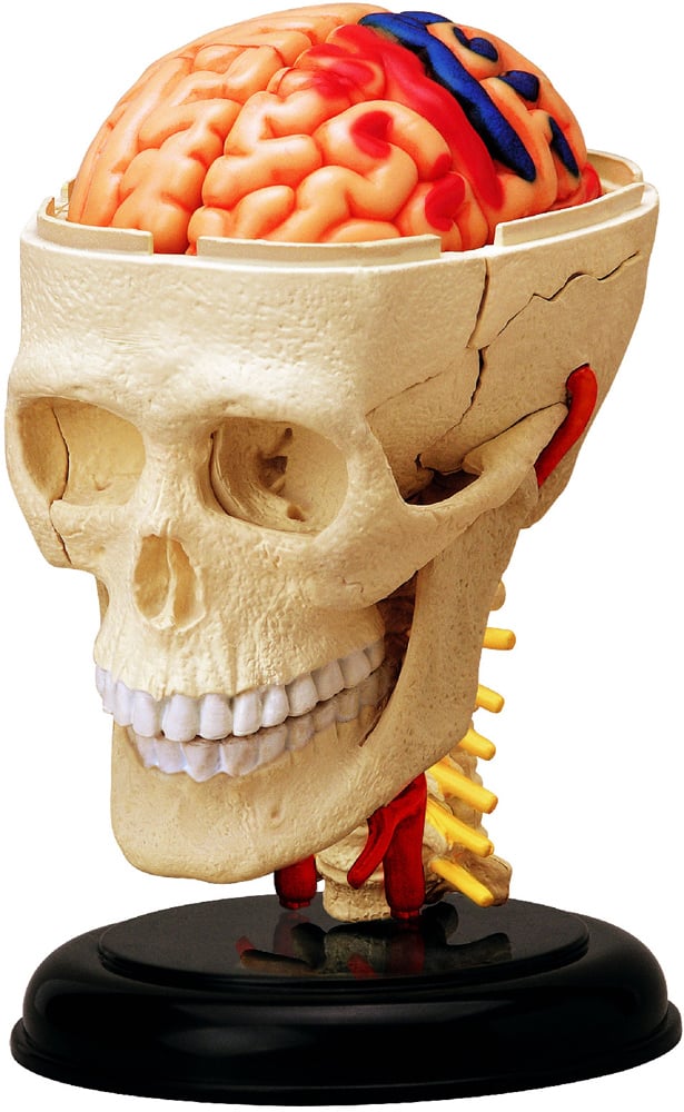 Об'ємна модель 4D Master Черепно-мозкова коробка людини, 39 елементів (FM-626005) - фото 1