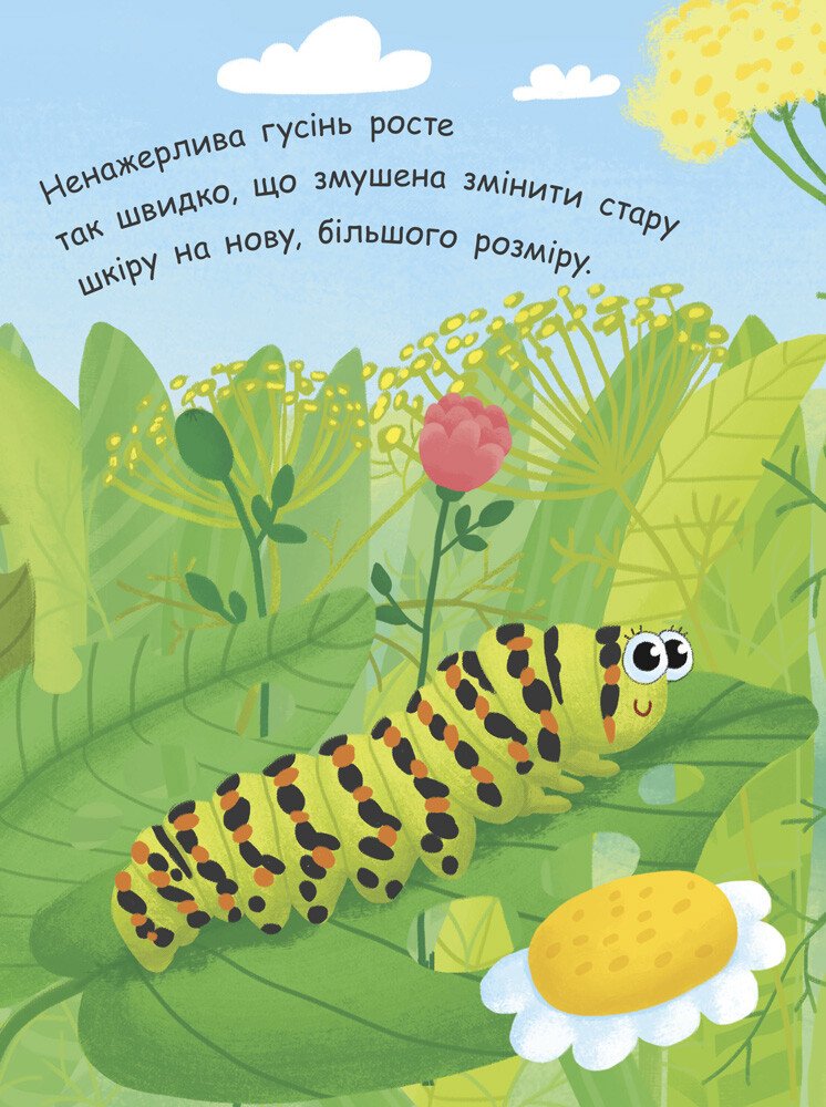 Моя перша енциклопедія Ранок Як народжується метелик? - Ганна Булгакова (Л807010У) - фото 3