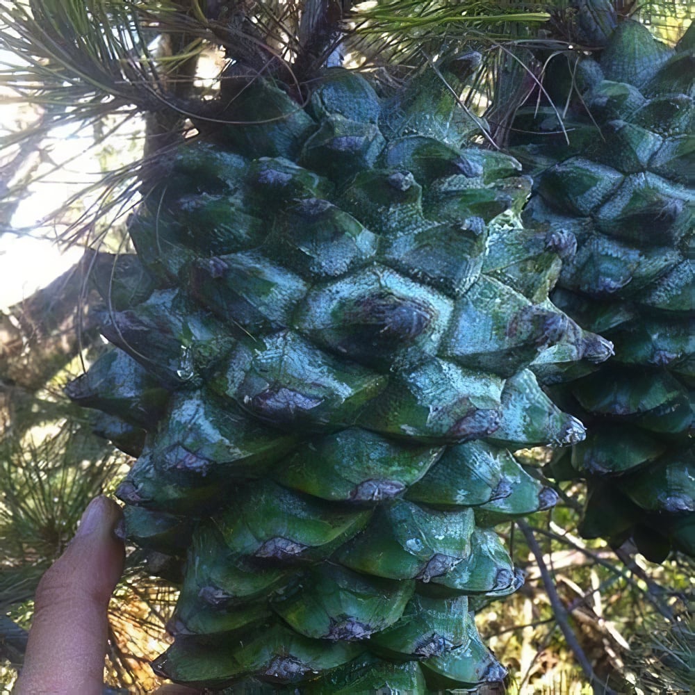 Сосна кедрова Джерарда Pinus Gerardiana (Колекційна, найрідкісніша сосна в світі) (52222) - фото 1