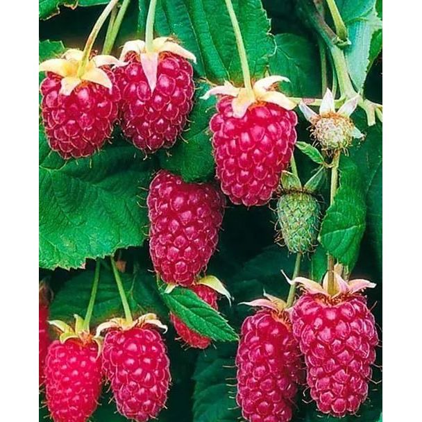 Саджанець Agro-Market Малиново - ожиновий гібрид Логанберрі торнлесс (Thornless Loganberry) (ранній термін дозрівання, безколючковий сорт) Корневище 1 шт. (43052) - фото 1