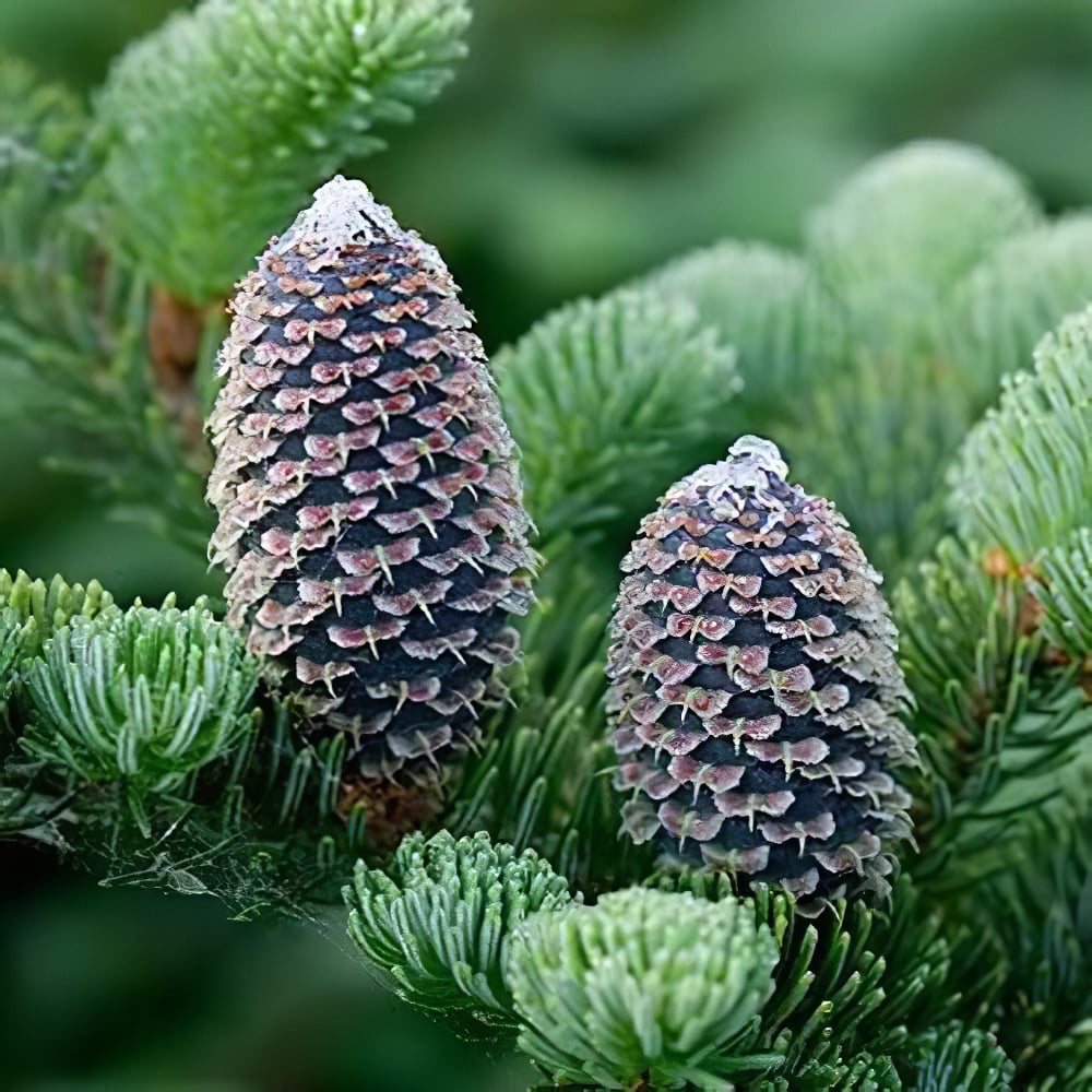 Пихта Фразера (Abies Fraseri) горшок P9 (176501) - фото 1