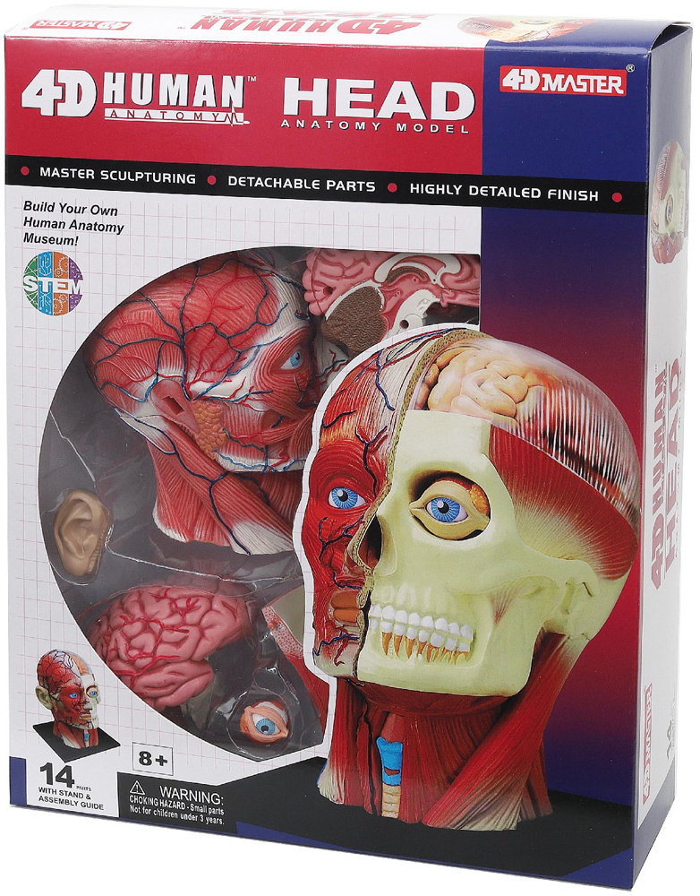 Объемная модель 4D Master Голова человека, 14 элементов (FM-626103) - фото 3