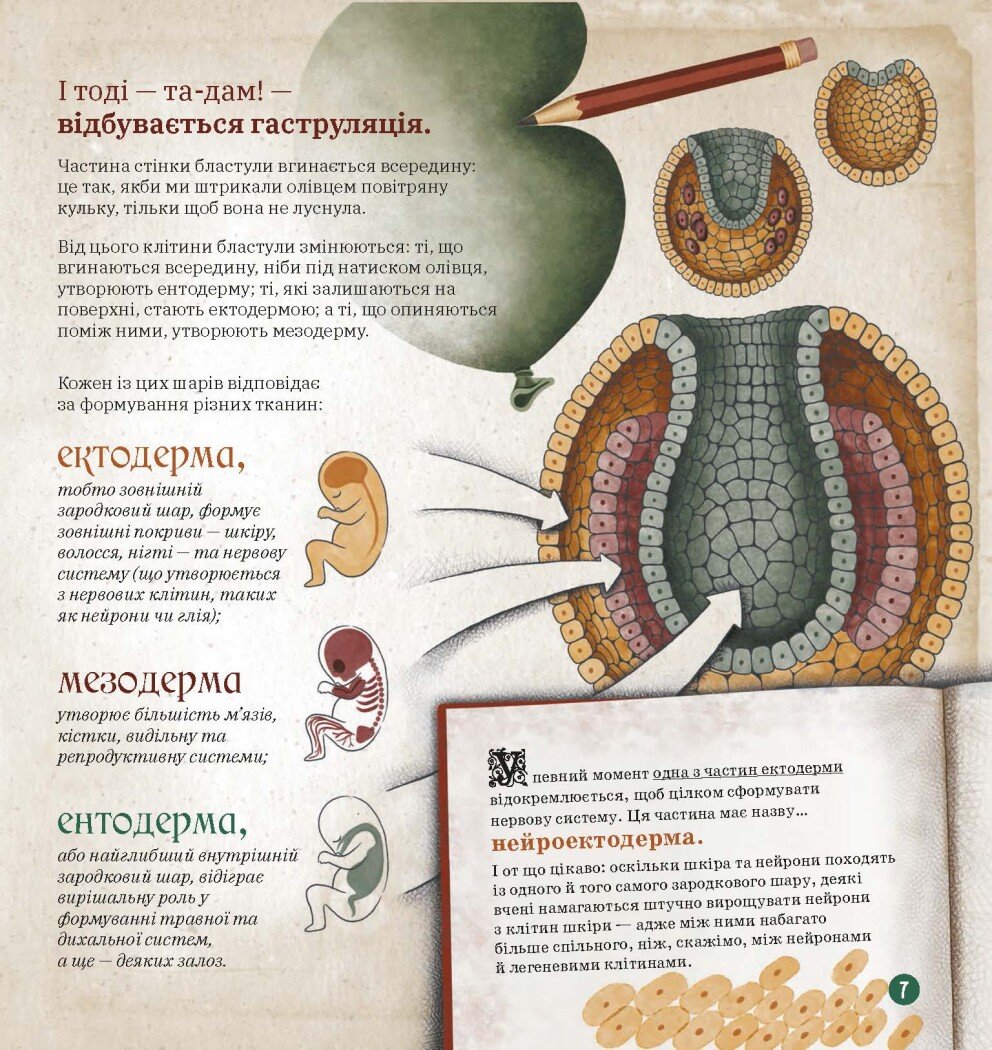 Книга Ранок Дітям про науку. Як працює людський мозок - Пабло Барречеґурен (N1280004У) - фото 3