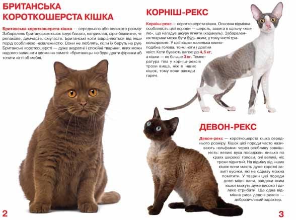 Велика книга Кристал Бук Кішки (F00013018) - фото 2