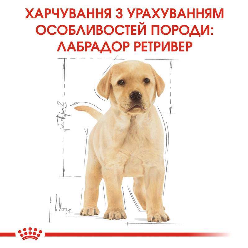 Сухий корм для цуценят породи Лабрадор Ретрівер Royal Canin Labrador Retriever Puppy, 12 кг (24911201) - фото 2