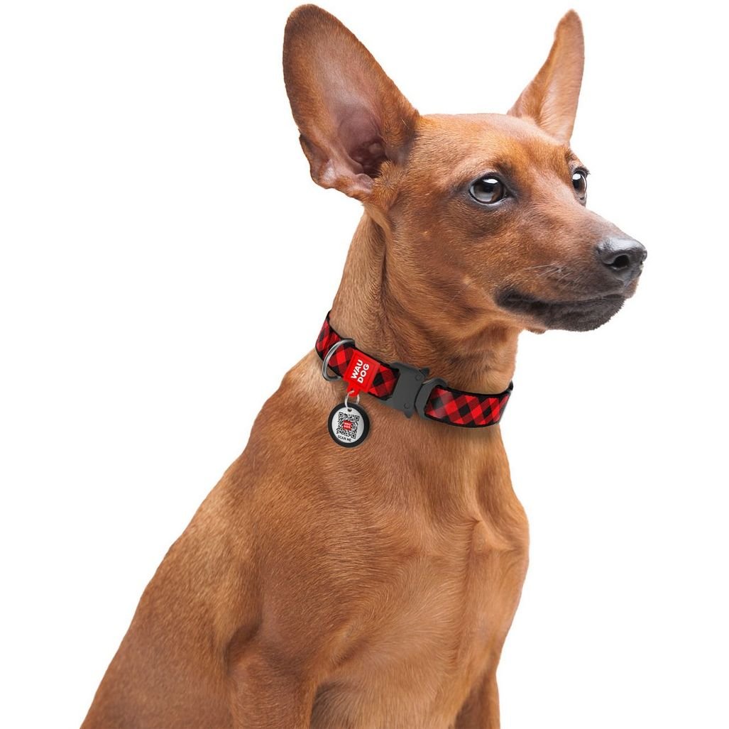 Нашийник для собак Waudog Nylon Шотландка червона, з QR паспортом, металева пряжка-фастекс, 35-58х2, 5 см - фото 4