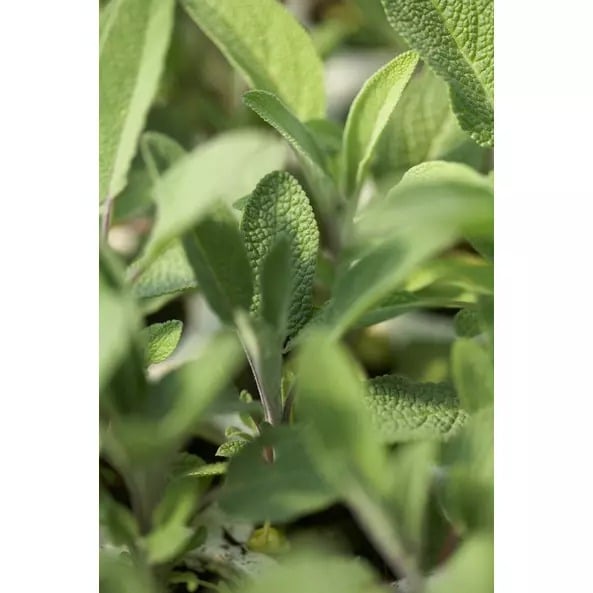 Чай травяной Sonnentor Battalion органический 18 г (18 шт. х 1 г) - фото 3