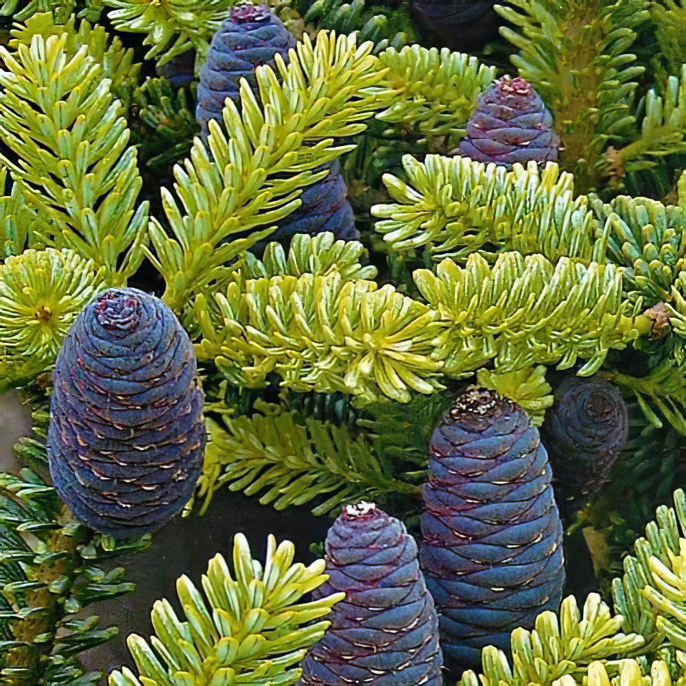 Пихта Корейская (Abies koreana) горшок P9 (48728) - фото 1