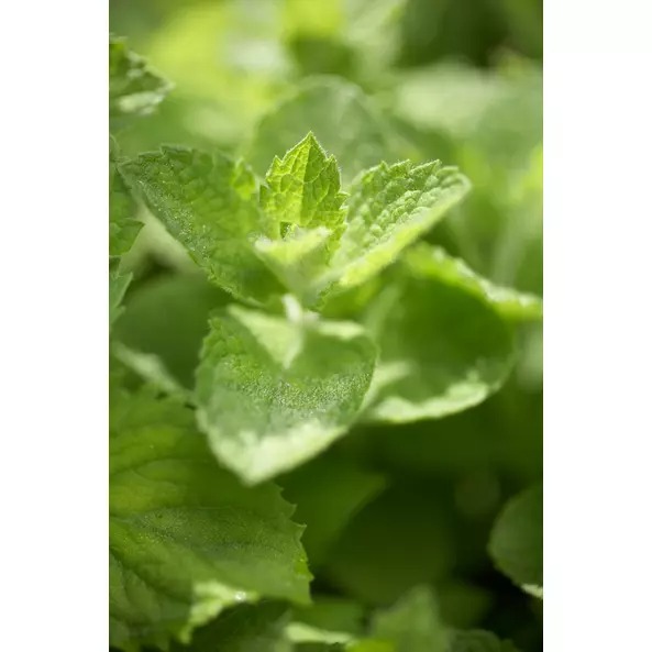 Чай травяной Sonnentor Applemint органический 50 г - фото 4