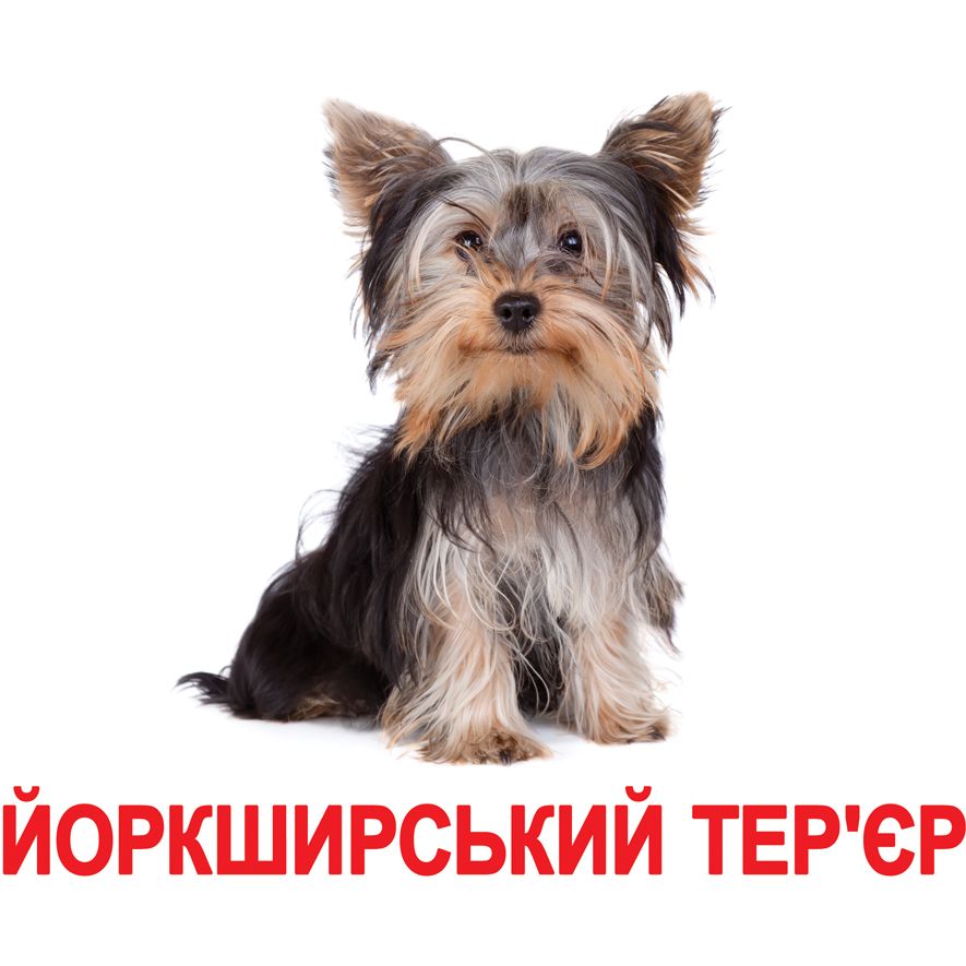 Набір карток Вундеркінд з пелюшок Породи собак, 20 карток, укр. мова (2100064095764) - фото 3