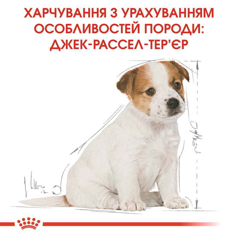 Сухий корм для цуценят породи Джек Рассел Тер'єр Royal Canin Jack Russell Puppy, 0,5 кг (21010051) - фото 2