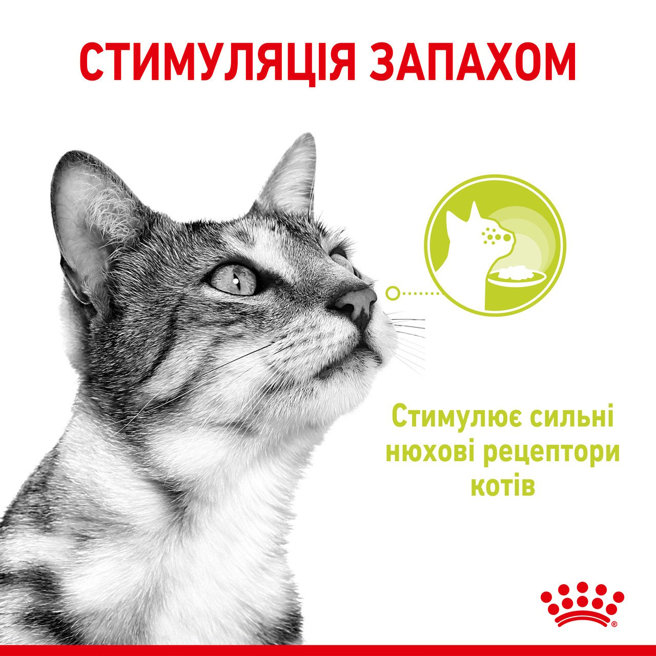 Вологий корм для дорослих котів Royal Canin Sensory Smell Jelly, шматочки в желе, 85 г - фото 3