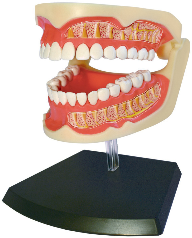 Об'ємна модель 4D Master Зубний ряд людини, 41 елемент (FM-626015) - фото 1