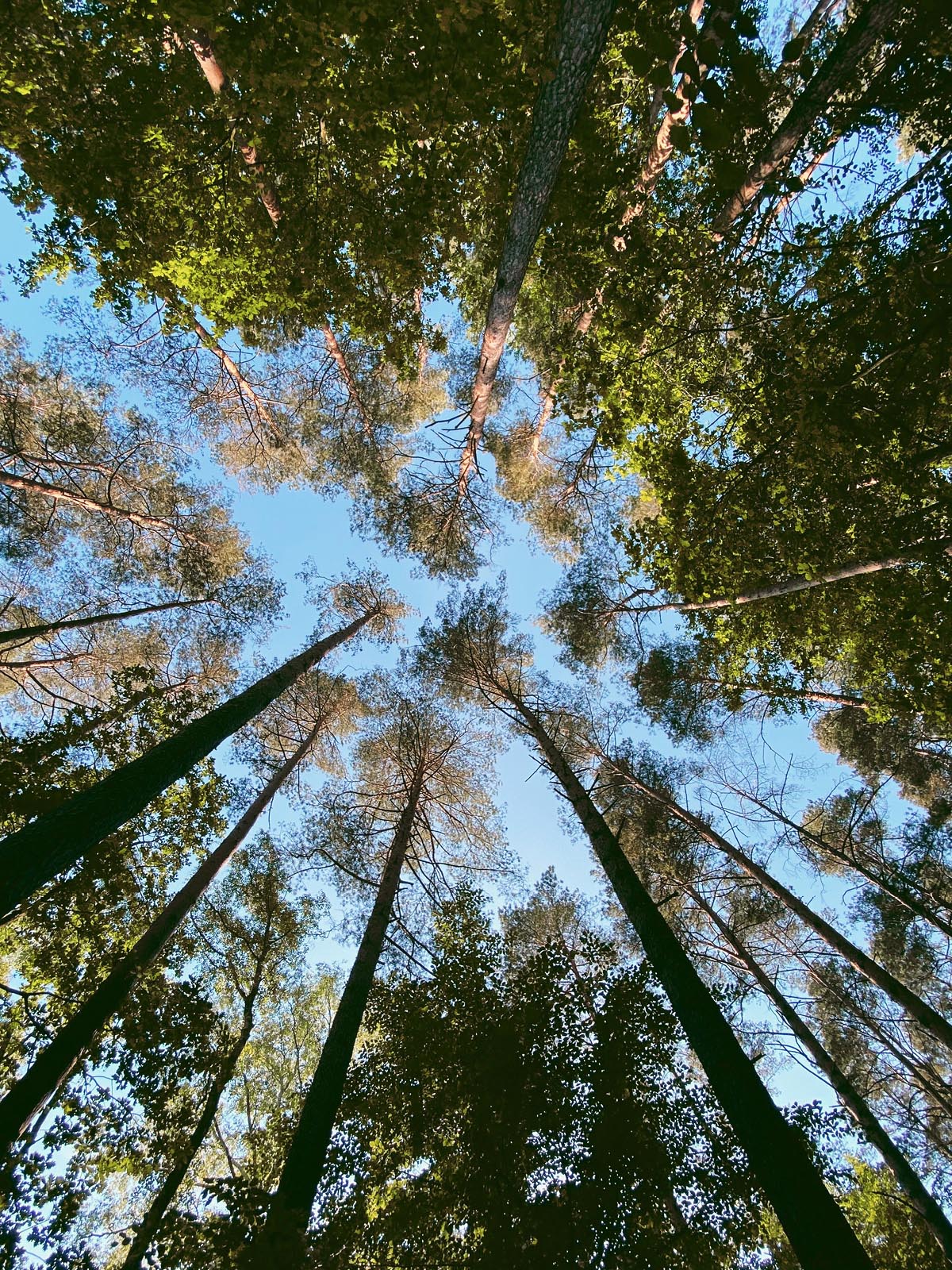 Гель для душу Yope Wood Guaiac Tree, 400 мл - фото 3