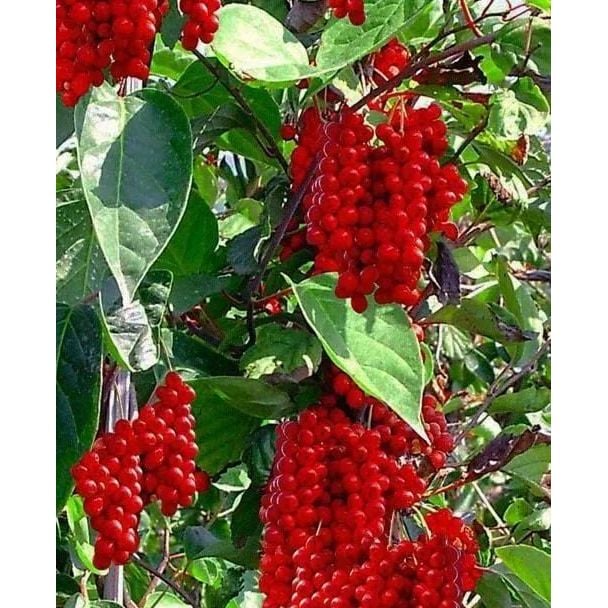 Саджанець Agro-Market Лимонник китайський Schisandra chinensis (середнього терміну дозрівання) 1 саджанець (20861) - фото 1