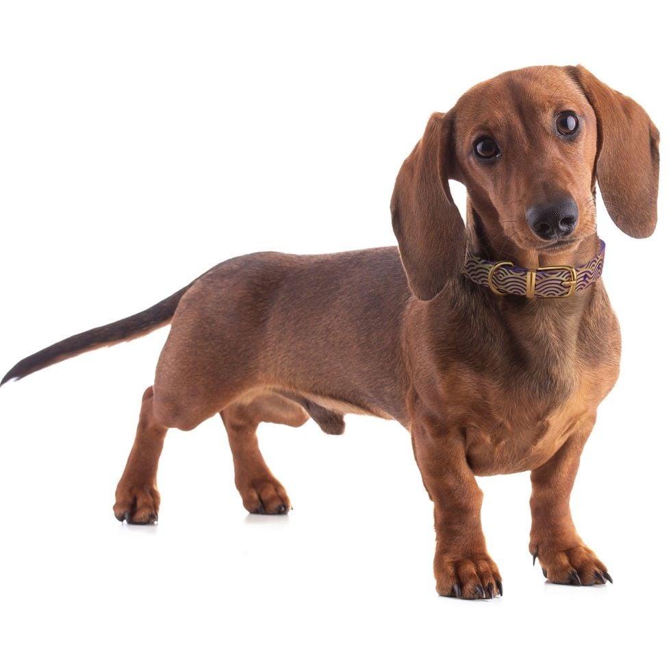 Ошейник для собак BronzeDog Barksi Classic Волна кожаный одинарный с золотым тиснением 33-43х2 см фиолетовый - фото 6