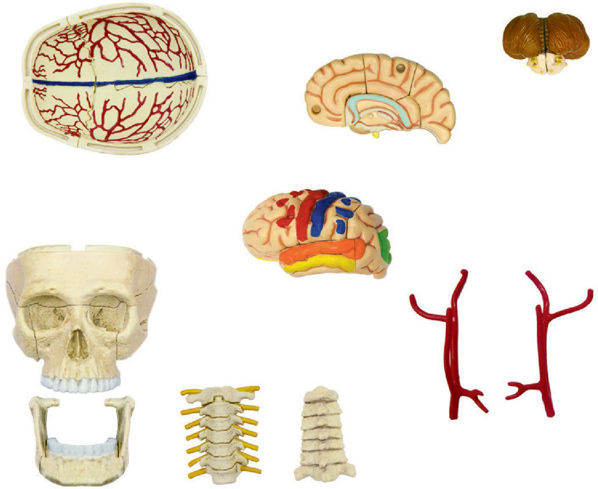 Об'ємна модель 4D Master Черепно-мозкова коробка людини, 39 елементів (FM-626005) - фото 3