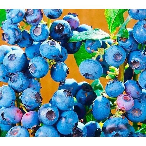 Саджанець Agro-Market Лохина (чорниця садова) 2 роки Блу Ріббон (Blue Ribbon) С2 висота 50-60 см 1 саджанець (178688) - фото 1