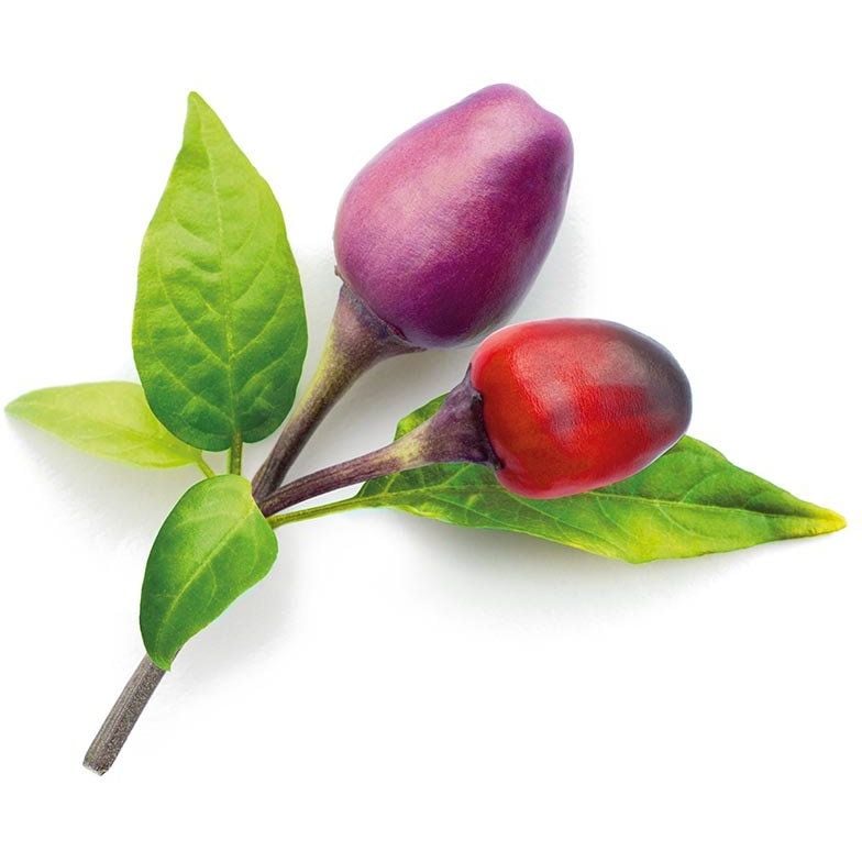 Сменный картридж Click & Grow Smart Garden Перец Чили фиолетовый, 3 капсулы (8745) - фото 2