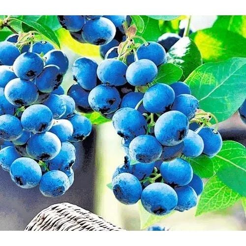 Саженец Agro-Market Голубика (черника садовая) 2 года Сиерра (Sierra) С2 высота 50-60 см 1 саженец (178566) - фото 1