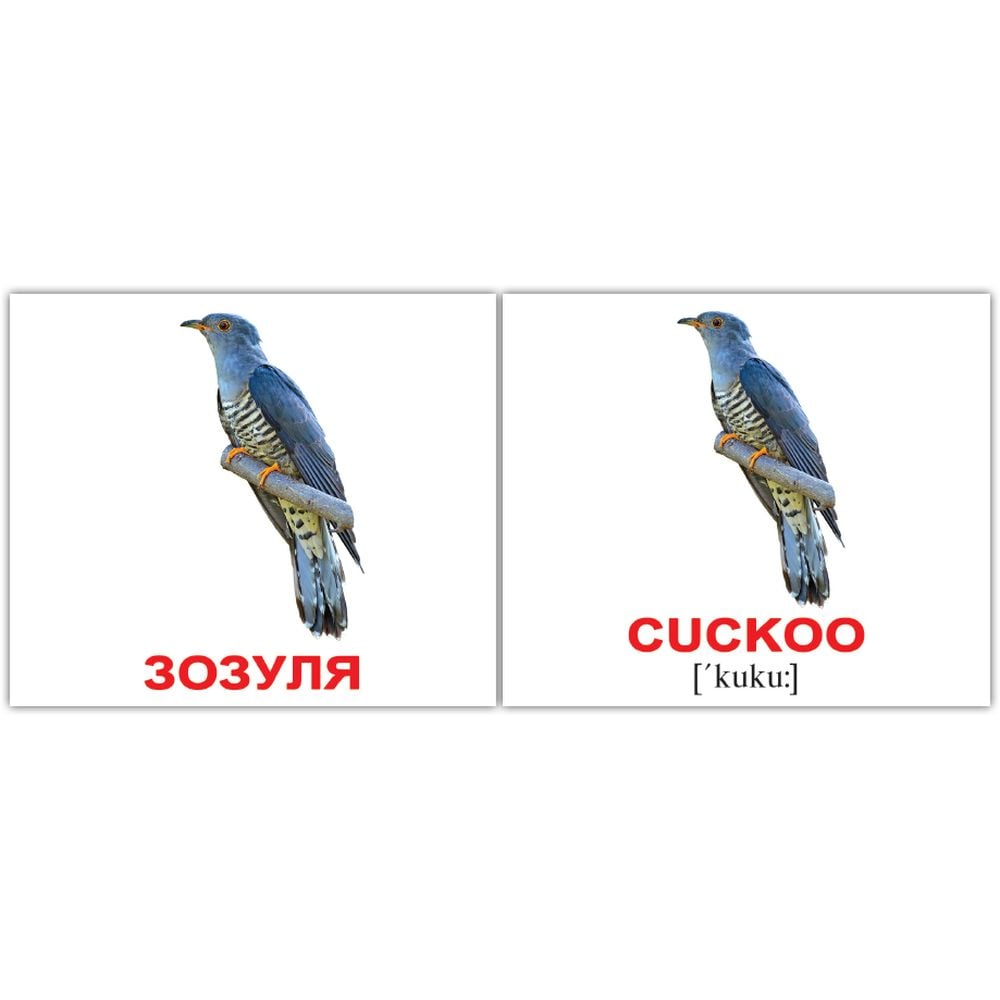 Набір карток Вундеркінд з пелюшок Птахи/Birds, укр.-англ. мова, 40 шт. - фото 4