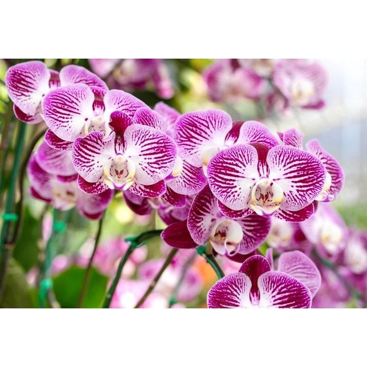 Жидкое удобрение для орхидей Compo, 500 мл (4089) - фото 4