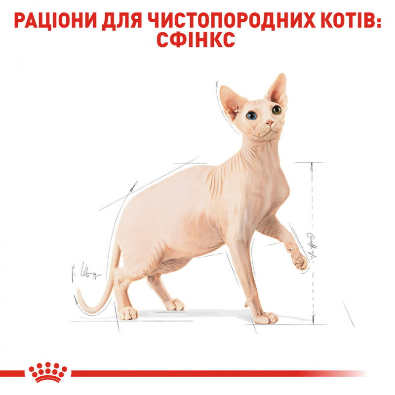 Сухой корм для взрослых кошек породы сфинкс Royal Canin Sphynx Adult, с птицей, 0,4 кг - фото 3