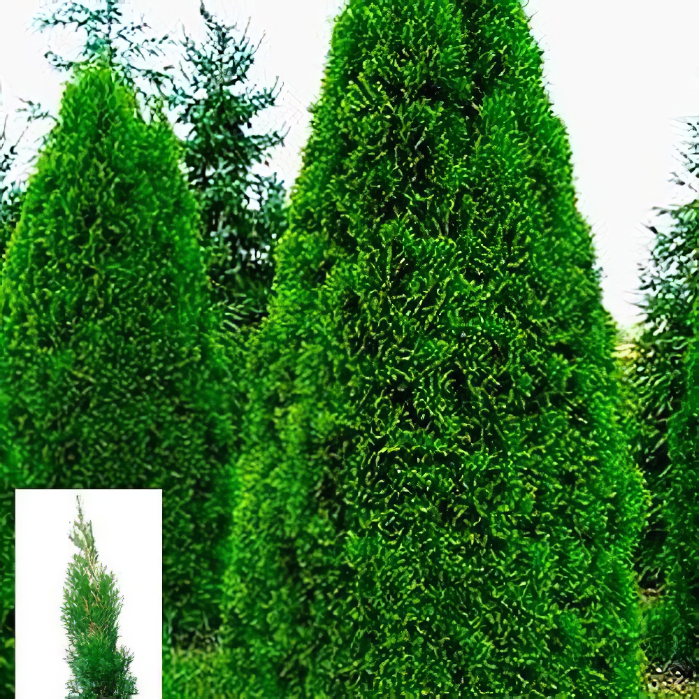 Туя западная Smaragd (Thuja occidentalis Smaragd) C2, высота 30-40см (62744) - фото 1