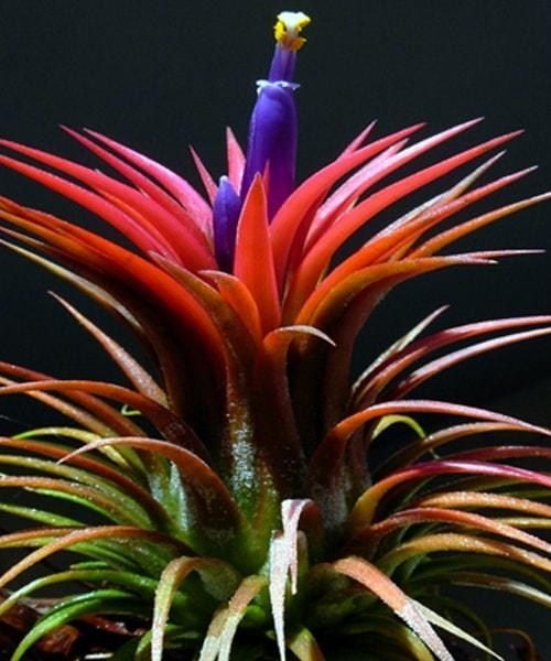 Саженец Agro-Market Тилландсия Ионанта (Tillandsia Ionantha