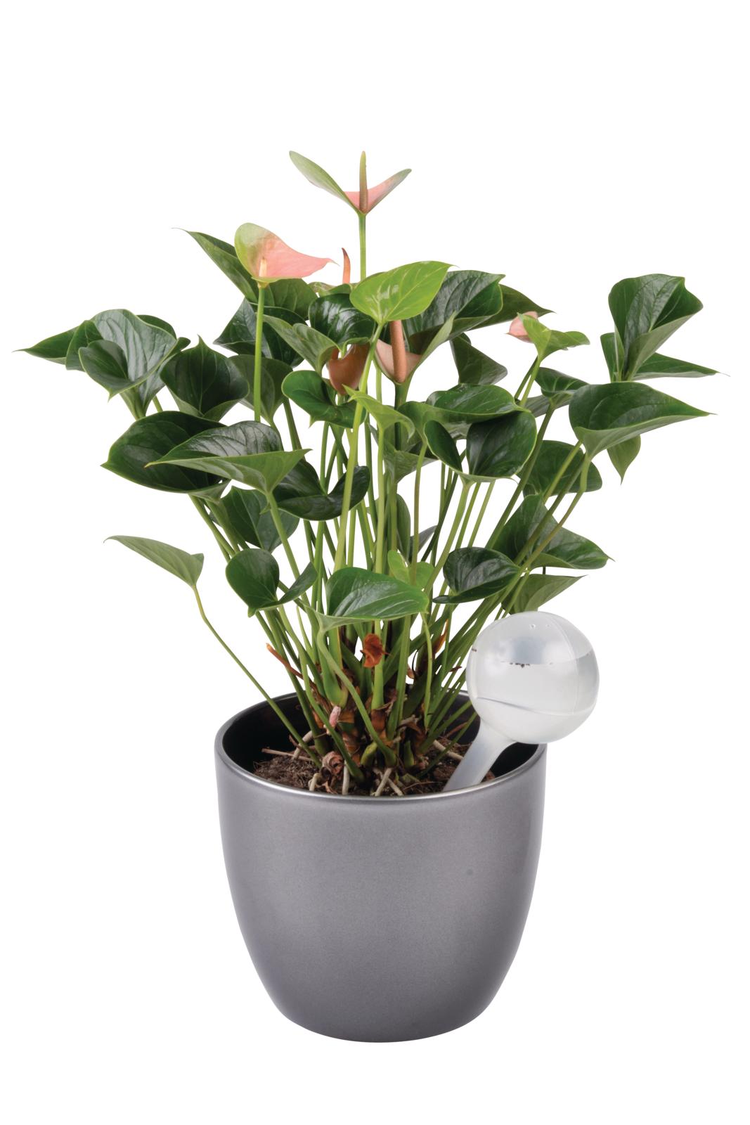 Куля для автоматичного поливу рослин Kinzo Garden 9x8 см в асортименті - фото 6