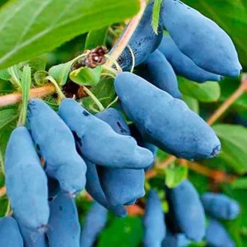 Саджанець Agro-Market Жимолість Синій банан (високоурожайний, великоплідний сорт) 1 саджанець (176943) - фото 1