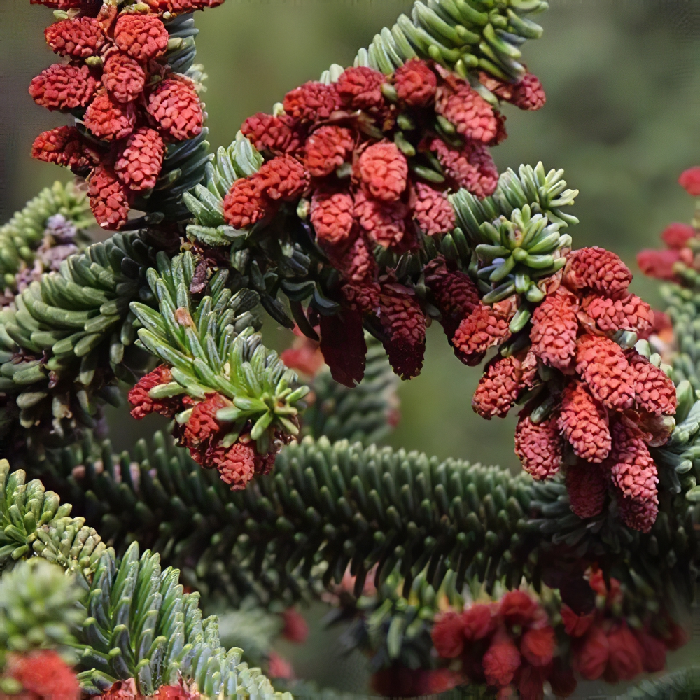 Пихта Испанская (Abies pinsapo) горшок P9 (48727) - фото 1