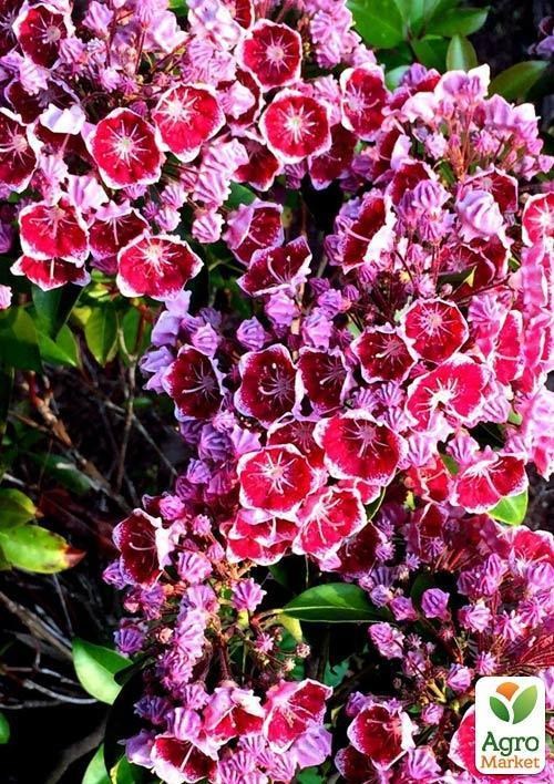 Саджанець AgroMarket Кальмія latifolia Keepsake (49075) купити у Києві