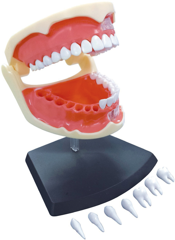 Объемная модель 4D Master Зубной ряд человека, 41 элемент (FM-626015) - фото 2