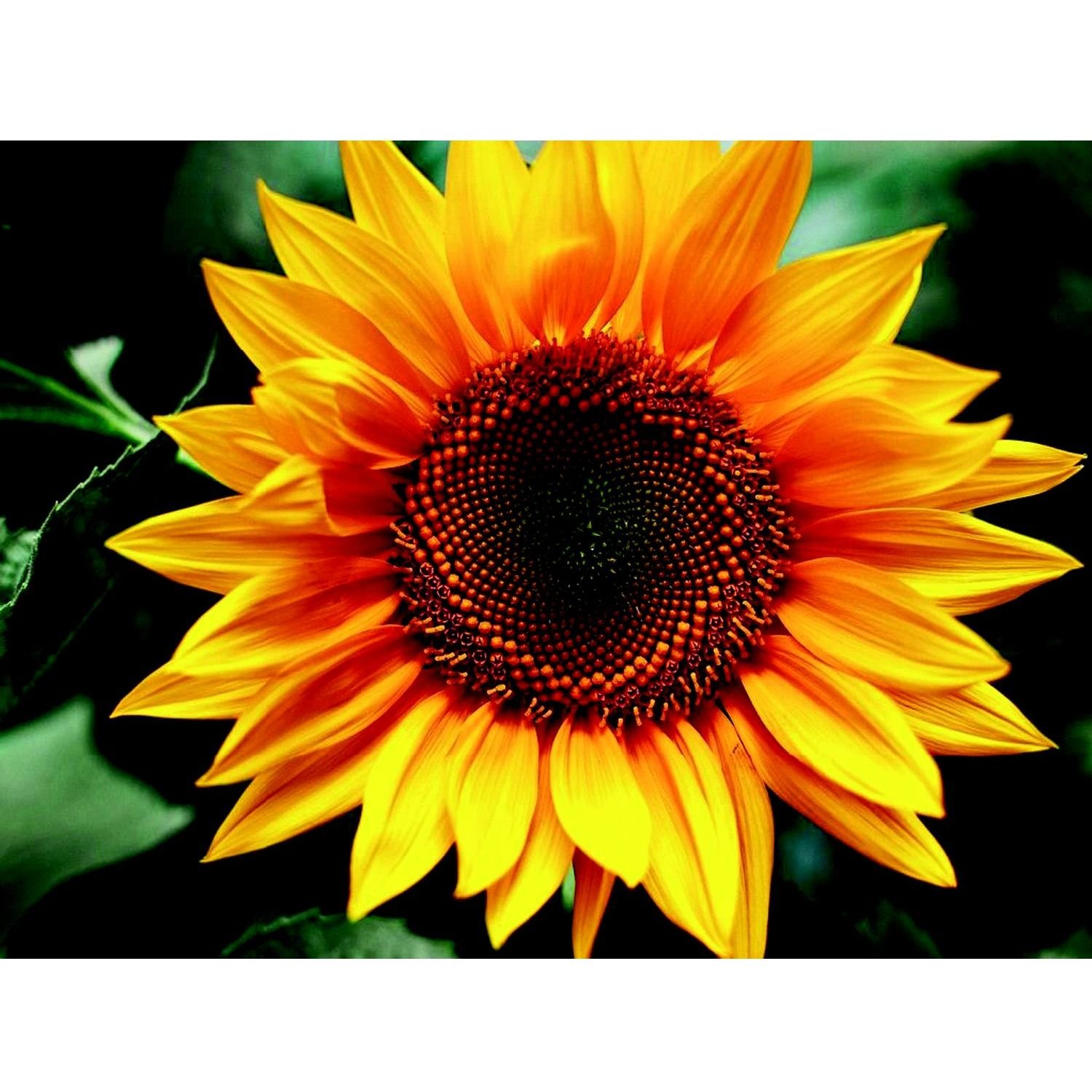 Картина по номерам ZiBi Art Line Цветок солнца 40х50 см (ZB.64145) - фото 1