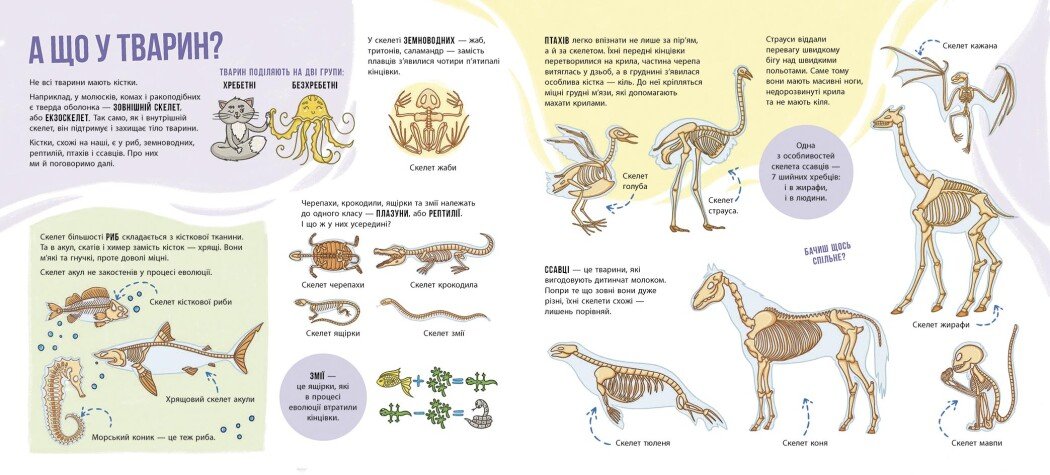 Енциклопедія з віконцями Ранок Скелети і кістки - Булгакова Ганна (N969002У) - фото 3