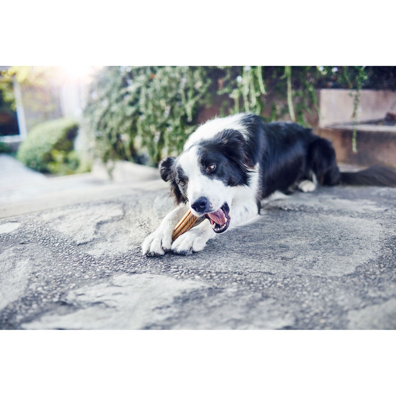 Лакомство для собак средних пород DentaLife для здоровья зубов и десен, 115 г - фото 9