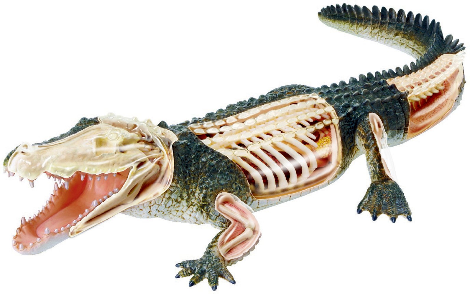 Объемная модель 4D Master Крокодил, 26 элементов (FM-622034) - фото 1