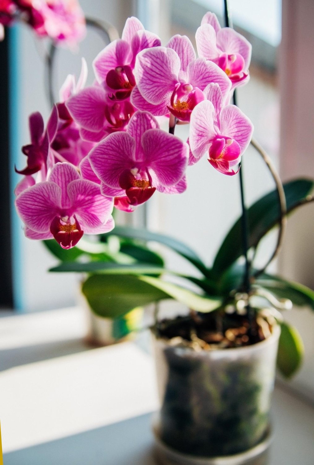 Торфосмесь Compo Sana для орхидеи, 5 л (1611) - фото 3