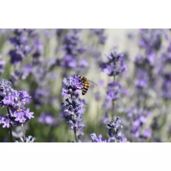Чай травяной Sonnentor Lavender Flowers органический 70 г - фото 4