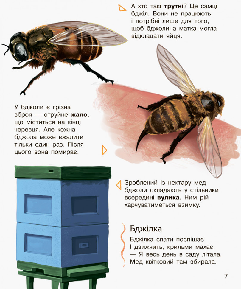 Енциклопедія дошкільника (нова) Видавництво Ранок Комахи - фото 6