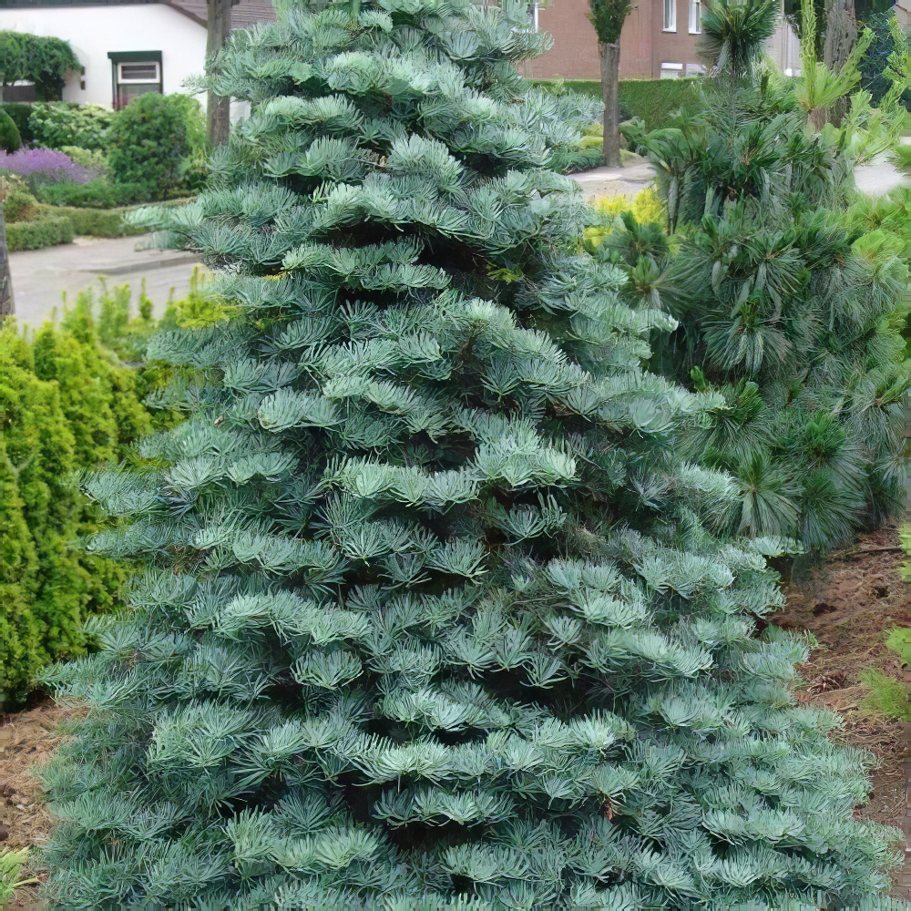 Пихта Калифорнийская Голубая (Abies concolor glauca) горшок P9 (48740) - фото 1