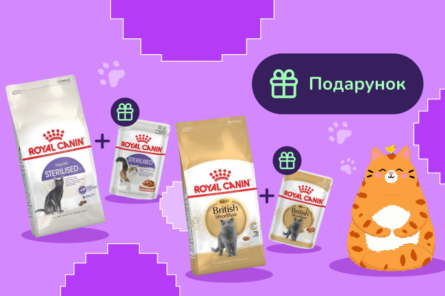 Котяче вау задоволення: купуй сухий корм Royal Canin Sterilised 2кг або Royal Canin British Shorthair Adult і отримай 4 паучі у подарунок