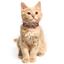 Нашийник для котів BronzeDog Barksi Classic Море шкіряний одинарний з золотим тисненням 2XS 18-25х1 см фіолетовий - мініатюра 4