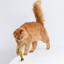 Игрушка для кошек Barksi Шпроты с кошачьей мятой и колокольчиком 16.5 см 3 шт. - миниатюра 9