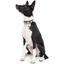 Нашийник для собак Waudog Design Рік та Морті 1, шкіряний, з QR паспортом, ХXS, 19-25х1,2 см, чорний - мініатюра 4