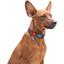 Нашийник для собак Waudog Nylon Літо, з QR паспортом, пластиковий фастекс, 23-3х1, 5 см - мініатюра 4