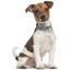 Ошейник для собак BronzeDog Barksi Classic Море кожаный одинарный с серебряным тиснением 33-43х2 см бирюзовый - миниатюра 6
